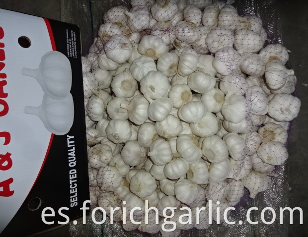 Pure White Garlic Fresh